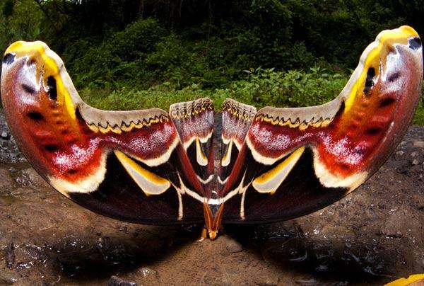 Când a trecut deasupra lor au crezut că este o pasăre. CREATURA care îi uimeşte pe chinezi 229929