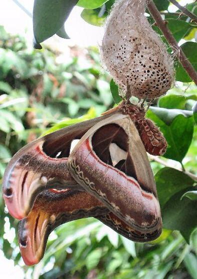 Când a trecut deasupra lor au crezut că este o pasăre. CREATURA care îi uimeşte pe chinezi 229930