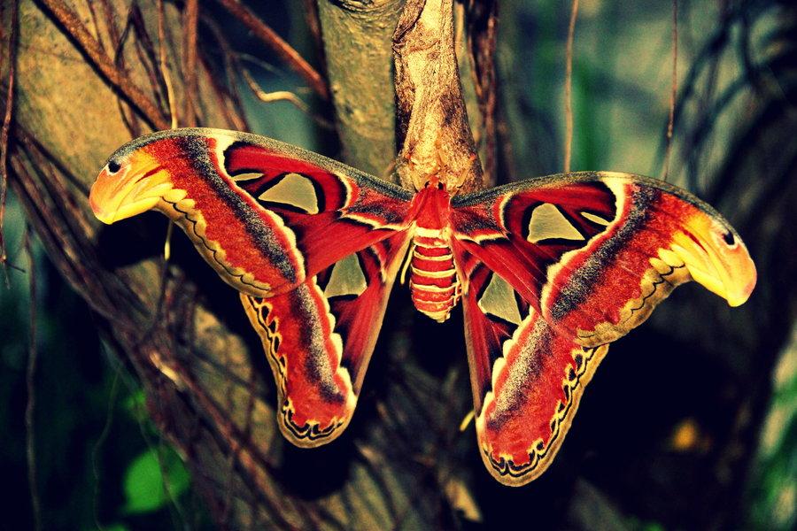 Când a trecut deasupra lor au crezut că este o pasăre. CREATURA care îi uimeşte pe chinezi 229931