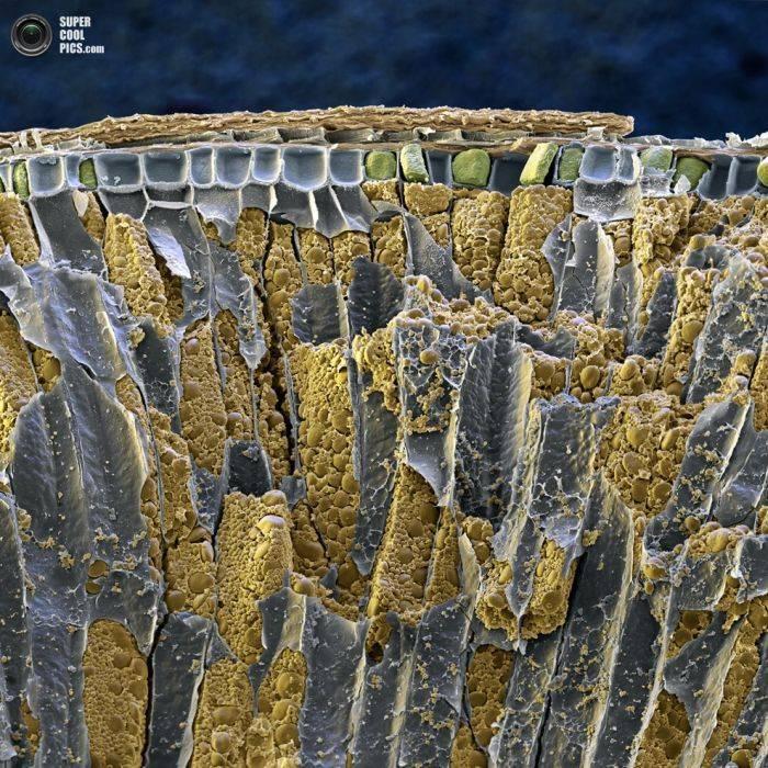 Alimentele, sub lupa microscopului. Câte ghiceşti fără să citeşti explicaţiile din fotografii? 230176