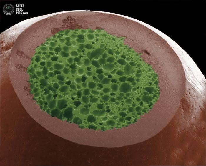Alimentele, sub lupa microscopului. Câte ghiceşti fără să citeşti explicaţiile din fotografii? 230178