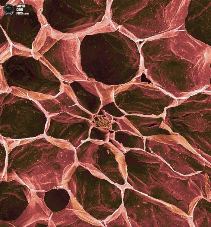 Alimentele, sub lupa microscopului. Câte ghiceşti fără să citeşti explicaţiile din fotografii? 230181