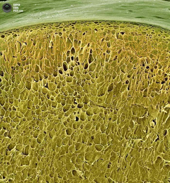 Alimentele, sub lupa microscopului. Câte ghiceşti fără să citeşti explicaţiile din fotografii? 230182