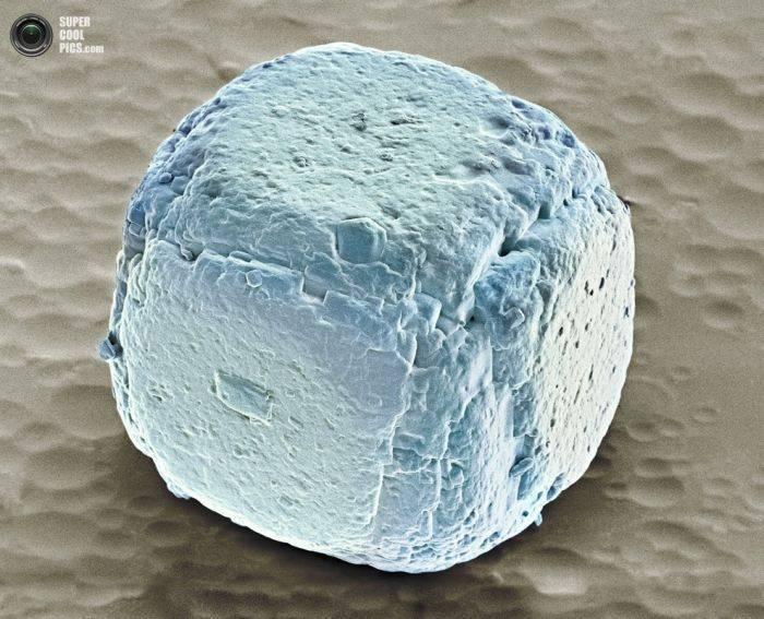 Alimentele, sub lupa microscopului. Câte ghiceşti fără să citeşti explicaţiile din fotografii? 230184