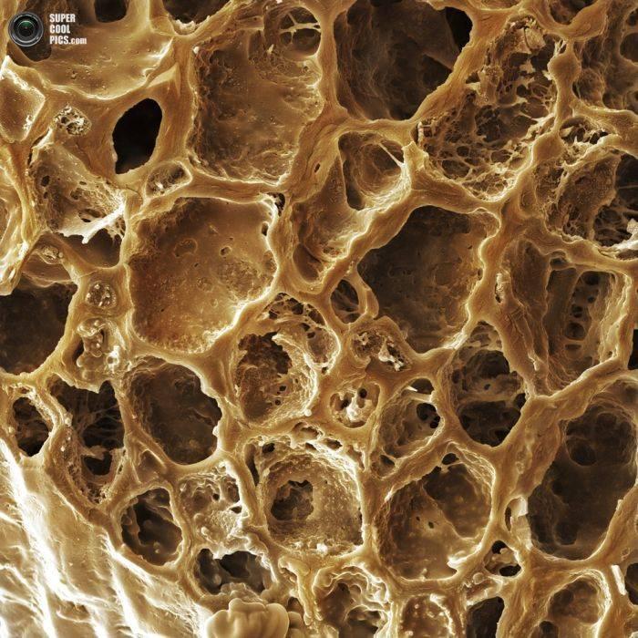 Alimentele, sub lupa microscopului. Câte ghiceşti fără să citeşti explicaţiile din fotografii? 230185