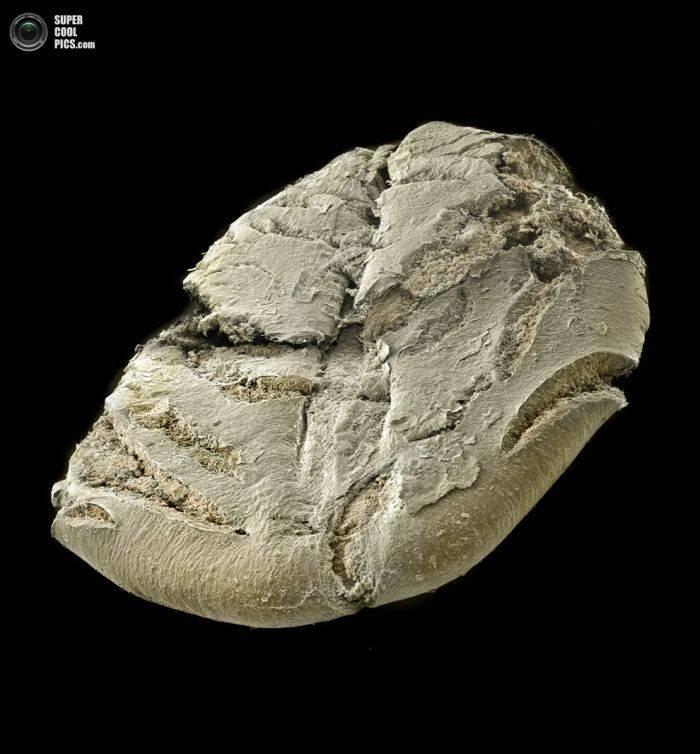 Alimentele, sub lupa microscopului. Câte ghiceşti fără să citeşti explicaţiile din fotografii? 230186