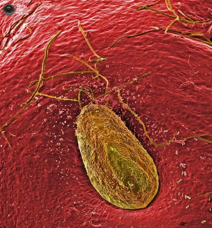 Alimentele, sub lupa microscopului. Câte ghiceşti fără să citeşti explicaţiile din fotografii? 230187