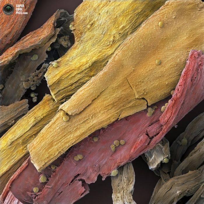 Alimentele, sub lupa microscopului. Câte ghiceşti fără să citeşti explicaţiile din fotografii? 230188