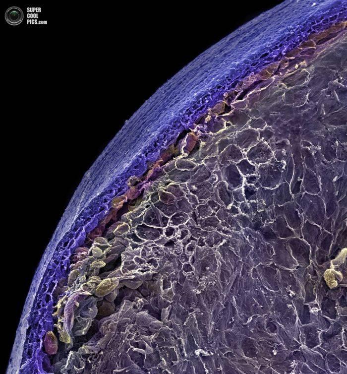 Alimentele, sub lupa microscopului. Câte ghiceşti fără să citeşti explicaţiile din fotografii? 230189