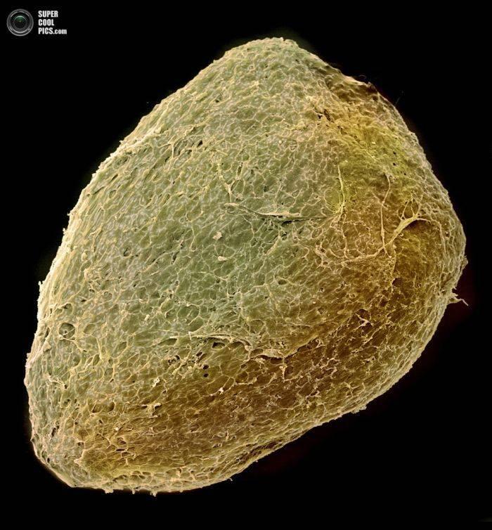 Alimentele, sub lupa microscopului. Câte ghiceşti fără să citeşti explicaţiile din fotografii? 230190