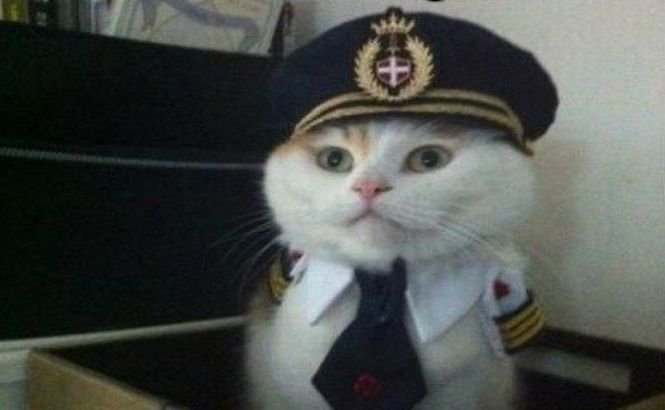 Pisica &quot;teroristă&quot; a oprit decolarea unui avion