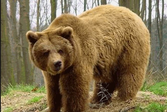 Turist mort cărat de urs. Nu se ştie dacă animalul a descoperit cadavrul sau dacă l-a ucis pe bărbat