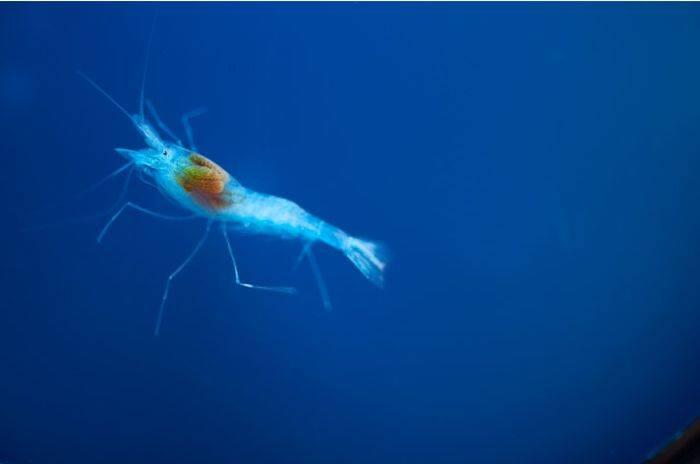 O lume UNICĂ, descoperită în apropiere de Bahamas. Ce au găsit scafandrii când au intrat în apă 230649