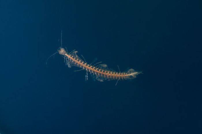 O lume UNICĂ, descoperită în apropiere de Bahamas. Ce au găsit scafandrii când au intrat în apă 230650