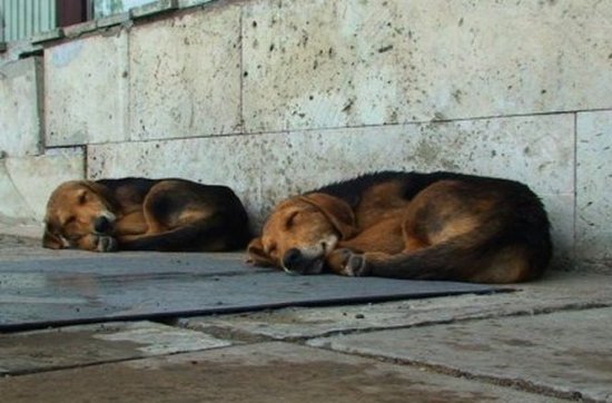 Oprescu: Legea privind câinii fără stăpân va fi aplicată când nu vor mai fi locuri în adăpost 