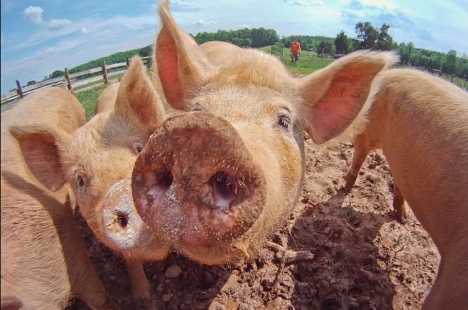 România nu va mai avea dreptul să exporte carne de porc în Uniunea Europeană