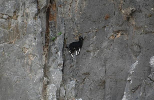 Lecţie: Cum să sfidezi legile fizicii. Profesor: Capra de munte 230981