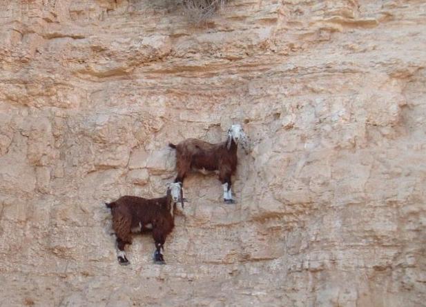 Lecţie: Cum să sfidezi legile fizicii. Profesor: Capra de munte 230982