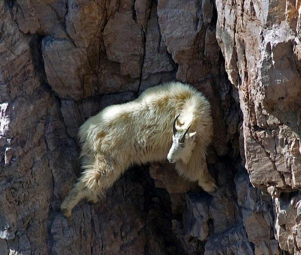 Lecţie: Cum să sfidezi legile fizicii. Profesor: Capra de munte 230983