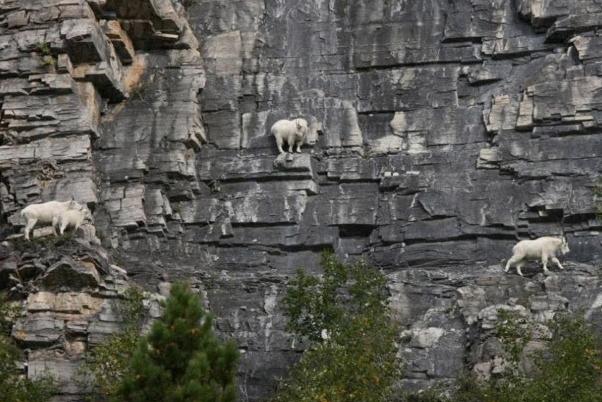 Lecţie: Cum să sfidezi legile fizicii. Profesor: Capra de munte 230985