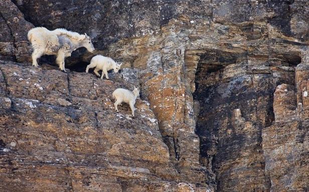 Lecţie: Cum să sfidezi legile fizicii. Profesor: Capra de munte 230986