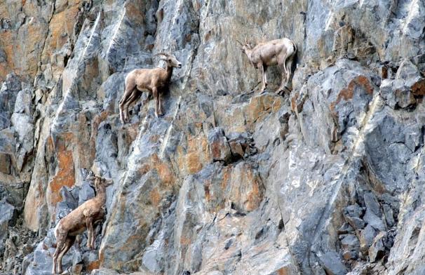 Lecţie: Cum să sfidezi legile fizicii. Profesor: Capra de munte 230987