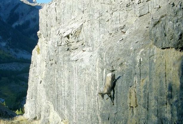 Lecţie: Cum să sfidezi legile fizicii. Profesor: Capra de munte 230988