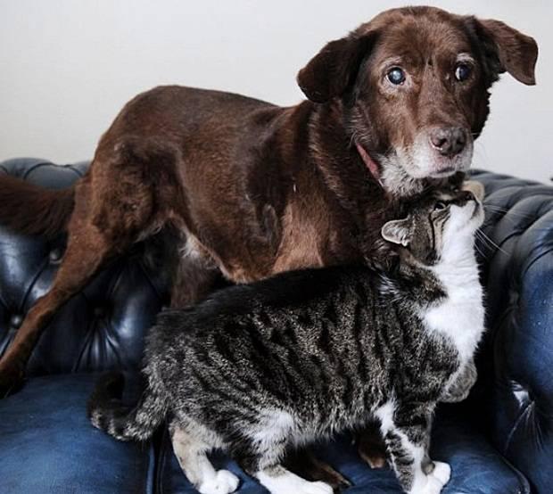 Povestea care a rupt orice barieră. Căţelul ORB este plimbat peste tot de această pisică 231157