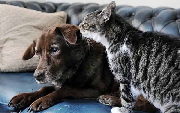 Povestea care a rupt orice barieră. Căţelul ORB este plimbat peste tot de această pisică 231158