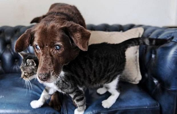 Povestea care a rupt orice barieră. Căţelul ORB este plimbat peste tot de această pisică 231159