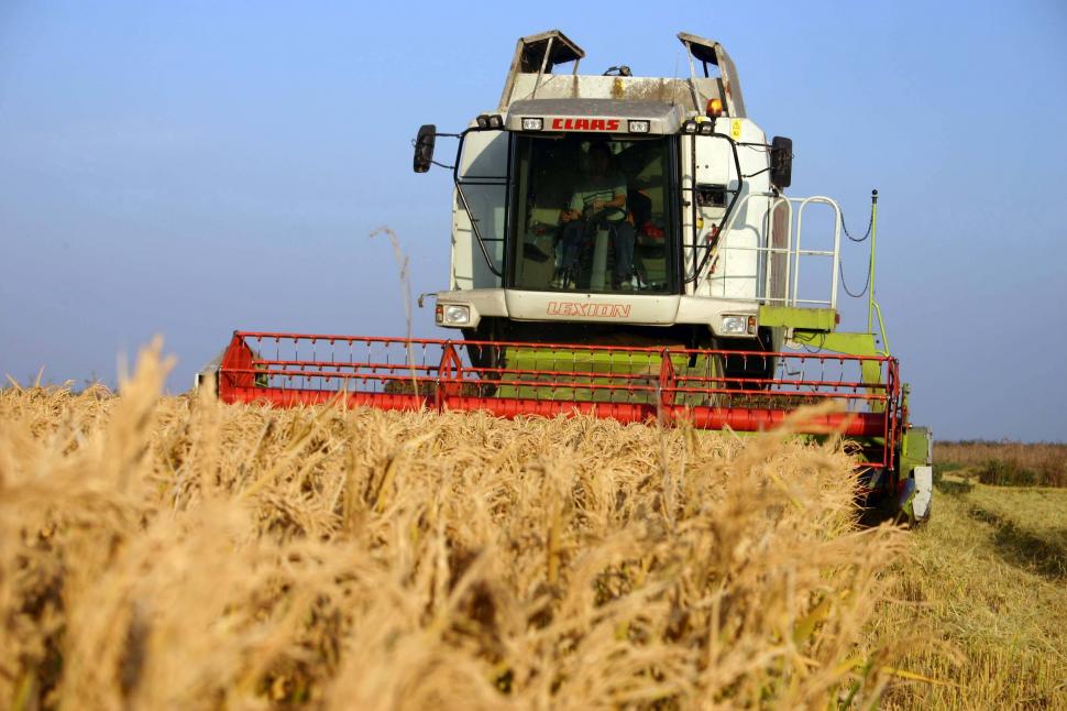 Producţie record de cereale în 2013, profituri minime pentru agricultorii români 
