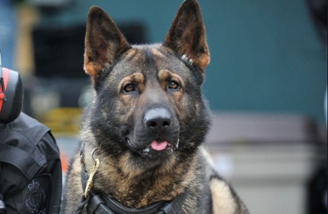 Un câine poliţist, ARESTAT în cadrul unui control la o vamă din Republica Moldova