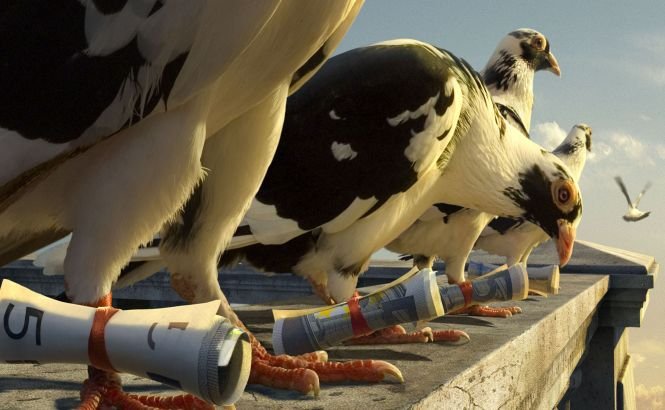 Un american şi-a învăţat porumbeii să facă contrabandă cu trabucuri din Cuba