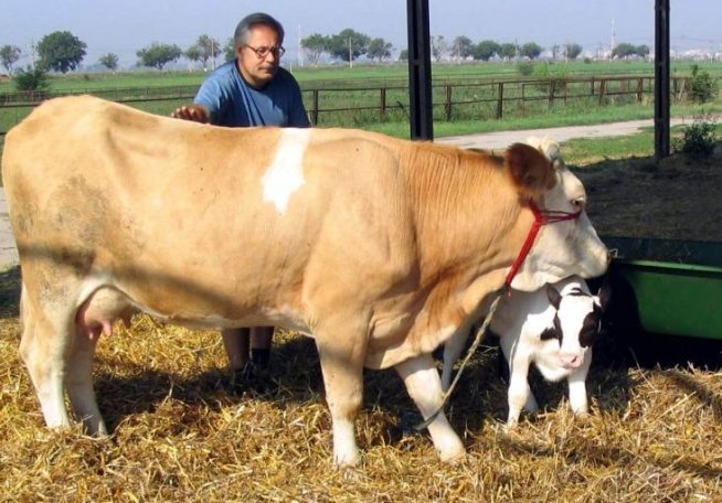 România va exporta vaci în valoare de JUMĂTATE DE MILIARD DE EURO