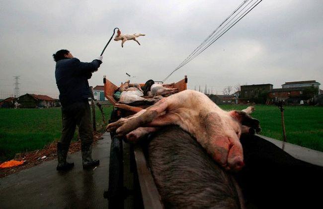 Creşterea economică, ÎNGER şi DEMON. Efectele nocive ale industrializării din China 233820