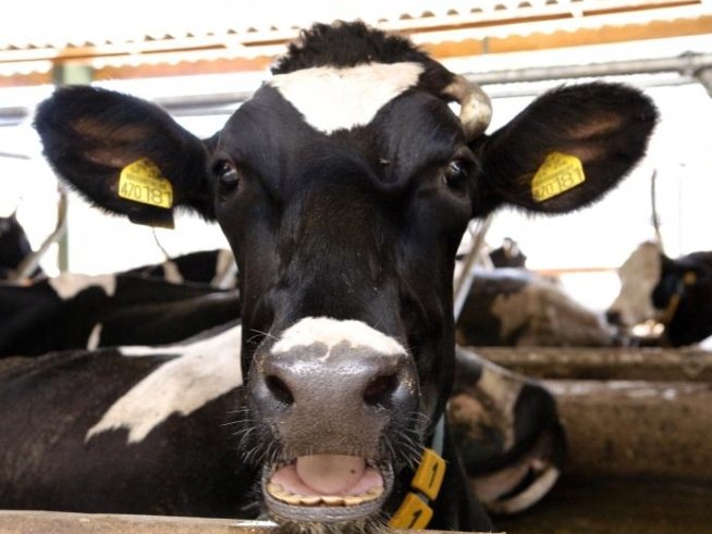 Asociaţiile crescătorilor de animale din comune primesc 5.000 euro pentru tanc de răcire a laptelui
