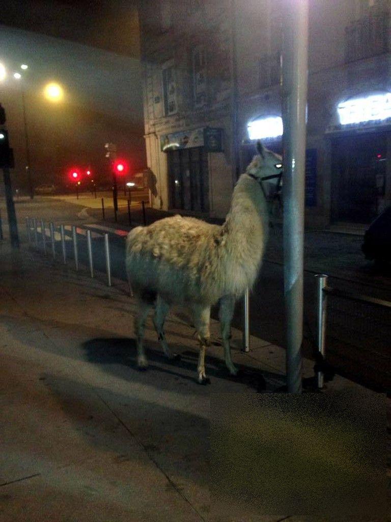 Fotografia asta i-a băgat pe TOŢI în ÎNCHISOARE. Ce au făcut nişte tineri francezi după o seară de beţie, în mijlocul oraşului 233961