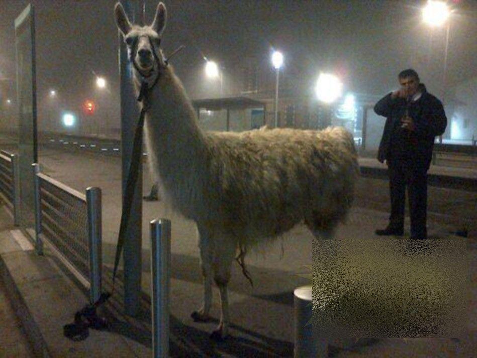 Fotografia asta i-a băgat pe TOŢI în ÎNCHISOARE. Ce au făcut nişte tineri francezi după o seară de beţie, în mijlocul oraşului 233962