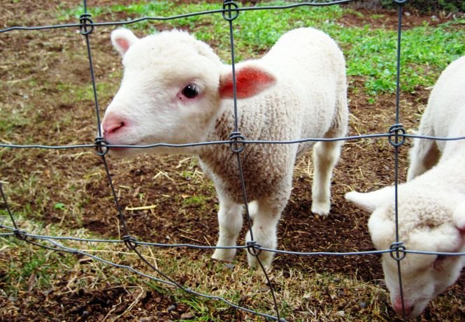Şefa Parchetului din Gheorgheni, care lua şpagă în vaci, oi şi miei, arestată preventiv