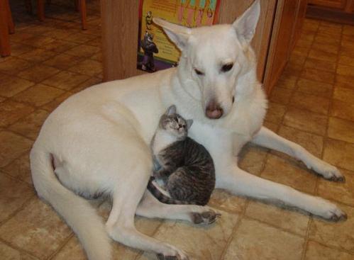 Rivalitatea dintre pisici şi câini - un adevăr doar în desene animate 234397