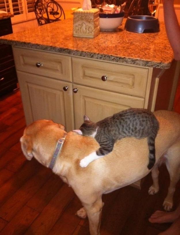 Rivalitatea dintre pisici şi câini - un adevăr doar în desene animate 234400