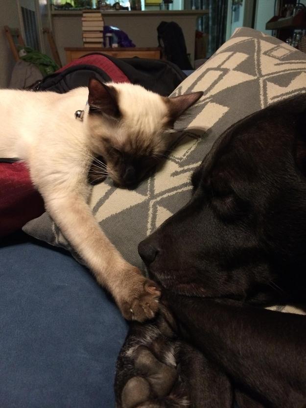 Rivalitatea dintre pisici şi câini - un adevăr doar în desene animate 234402