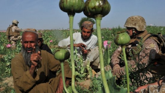 &quot;E o ameninţare pentru sănătatea publică&quot;. Suprafeţele cultivate cu opiu au atins un nivel record în Afganistan