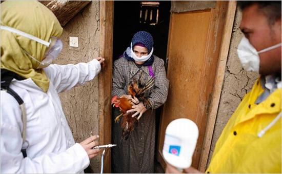 Apel la vigilenţă, după descoperirea unui nou tip de virus al gripei aviare, la om