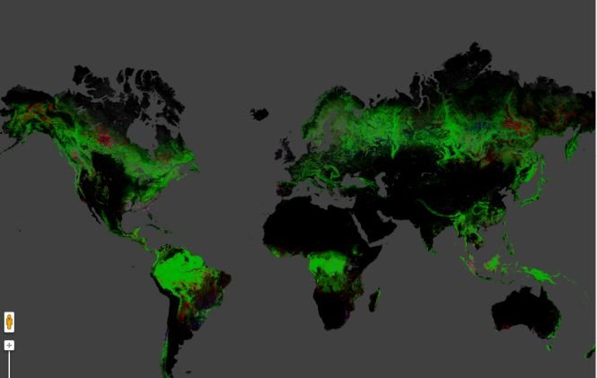 Imaginile care arată scăderea alarmantă a zonelor împădurite din lume. Vedeţi harta interactivă a despăduririlor