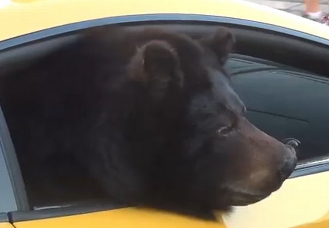 Apariţie spectaculoasă pe o şosea din California: un urs într-un Lamborghini!