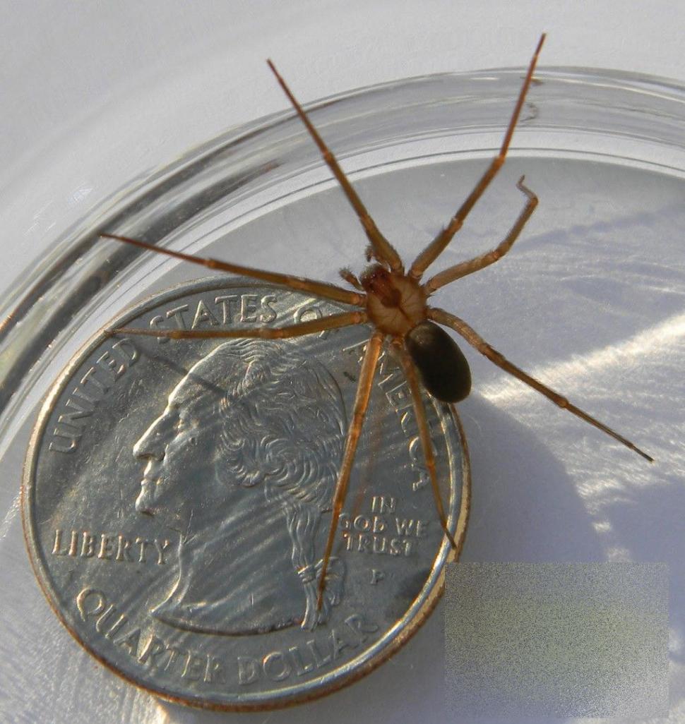 Această tânără a trecut prin coşmarul vieţii ei, după o vizită în Italia. Cum arată după ce a fost muşcată de un păianjen 236080