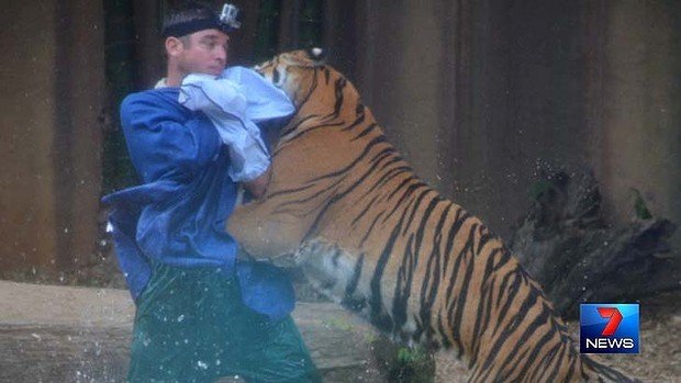 Imagini horror la Zoo din Australia. Un tigru l-a muşcat de gât pe dresorul său, în timpul spectacolului. Zeci de martori au privit îngroziţi