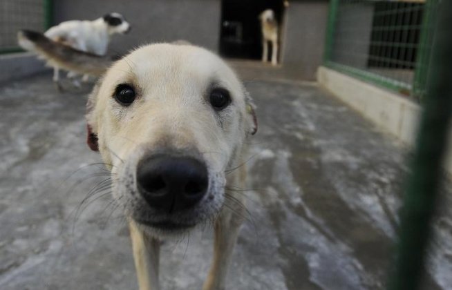 ZECI de persoane au protestat faţă de lipsa normelor de aplicare pentru legea câinilor fără stăpân
