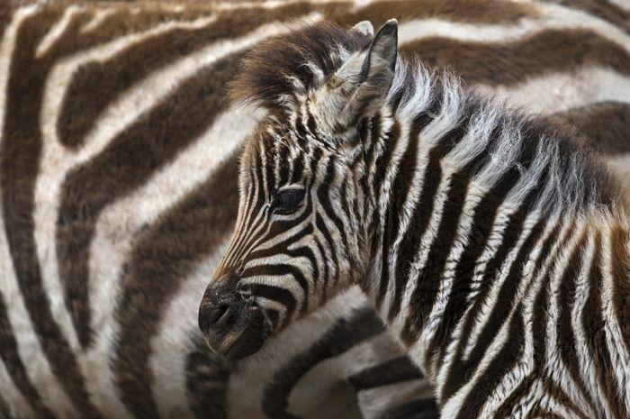 Imaginile de care s-au îndrăgostit mii de oameni. Cele mai drăgălaşe animale, fotografiate în anul 2013 240561